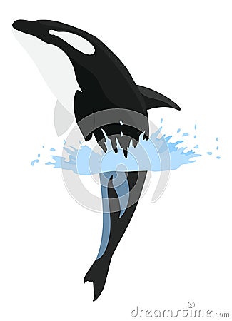 Orca animation in water. Cartoon animal design. Ocean mammal orca isolated on white background. Whale killer jumping Vector Illustration