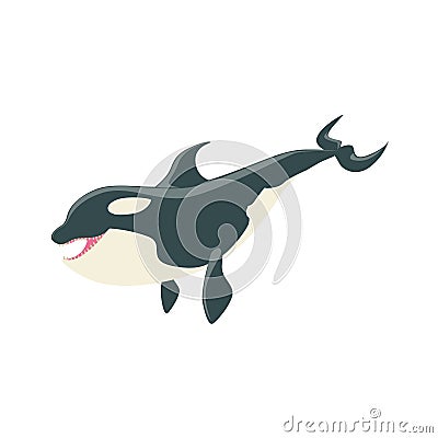 Orca Black And White Arctic Killer Whale Asking For Food, Realistic Aquatic Mammal Vector Drawing Vector Illustration