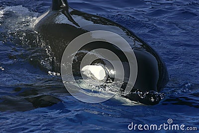 Orca Eye Editorial Photography - Image: 281347