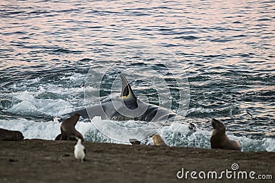 Orca hunt sea lions, Stock Photo
