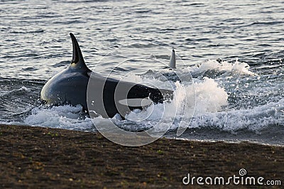 Orca hunt sea lions, Stock Photo