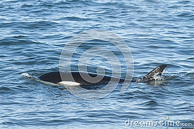 Orca hunt sea lions, Stock Photo