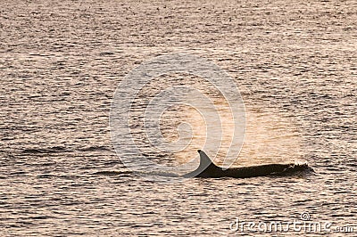 Orca hunt sea lions, Stock Photo