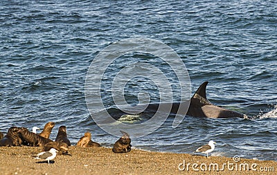 Orca hunt sea lions, Stock Photo