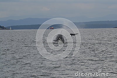 Orca on the hunt Stock Photo