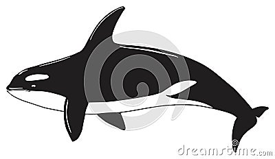 Orca killer whale animal on isolated background Vector Illustration