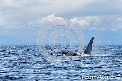 Orca or killer whale Stock Photo