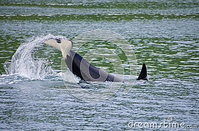 Orca lob-tailing in a channel on July morning, near Nootka Island Stock Photo