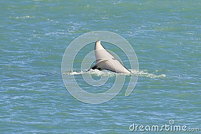 Orca lob tailing on the surface, Stock Photo