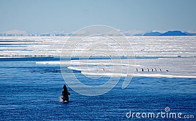 Orca Spy hopping its prey Stock Photo