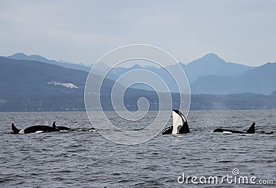 Orca Spy hopping with Pod of Resident Orcas of the coast near Sechelt, BC Stock Photo