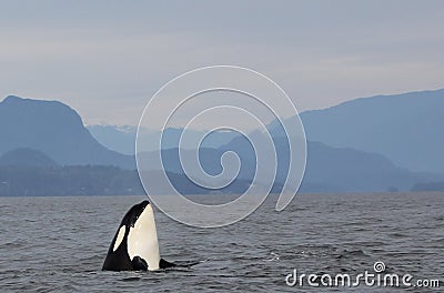 Orca Spy hopping with Pod of Resident Orcas of the coast near Sechelt, BC Stock Photo