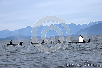 Orca Spy hopping with Pod of Resident Orcas of the coast near Sechelt, BC Stock Photo