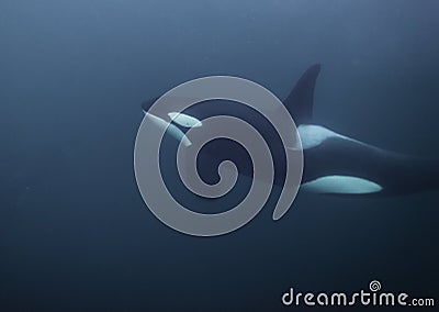 Orca Underwater Stock Photo