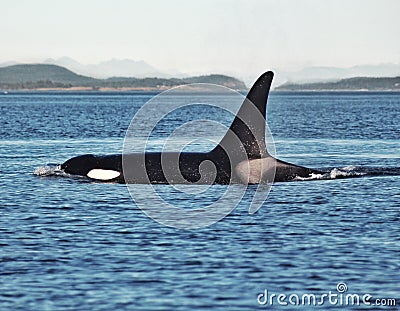 Orca Stock Photo