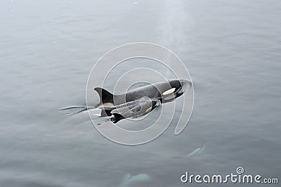Orcas Stock Photo