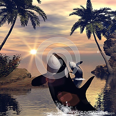 Orcas Stock Photo