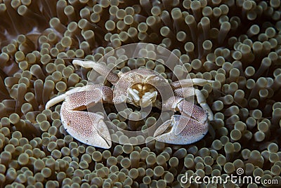 Porcelain crab Neopetrolishes oshimai Stock Photo