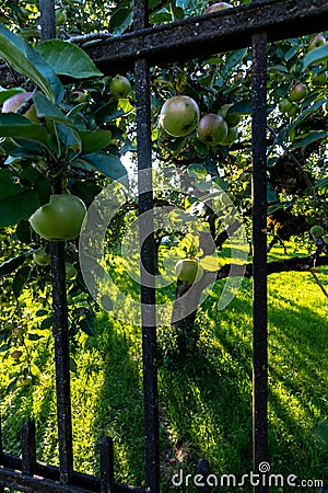 Orchard of Abbey Kloster Benediktbeuern Stock Photo