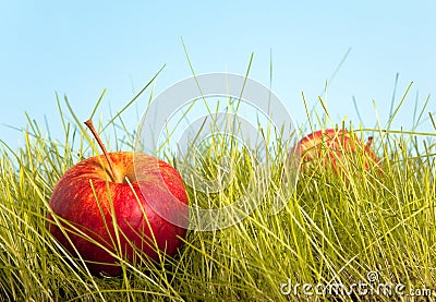 Orchard apple Stock Photo