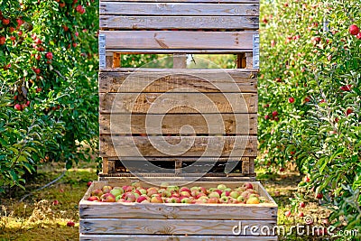 Orchard, apple harvest. Boxes with harvested apples Stock Photo