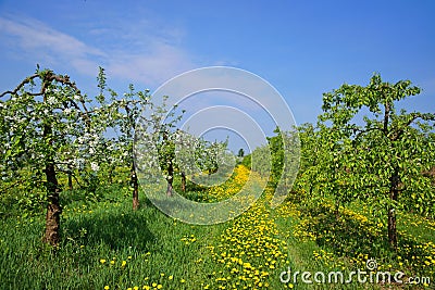 Orchard, blooming apple trees Stock Photo