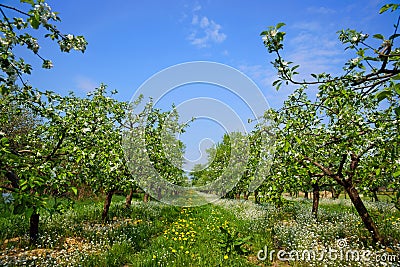 Orchard, blooming apple trees, spring Stock Photo