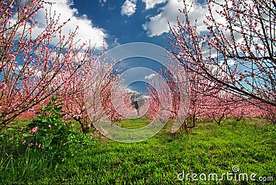 Orchard blooming spring garden Stock Photo