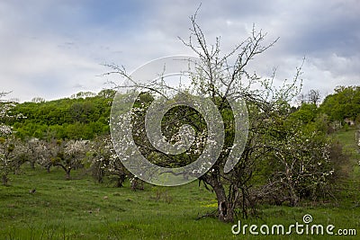 An orchard blooms on the bright summer grass Stock Photo