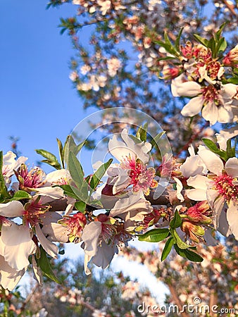 Orchard Blooms in Central Cali Stock Photo