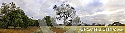 Orchard in the bushveld Stock Photo