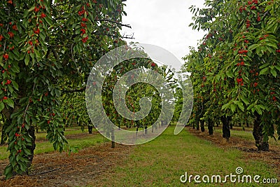 Orchard of cherry trees Stock Photo