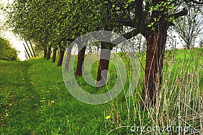 Orchard and the dirt road Stock Photo