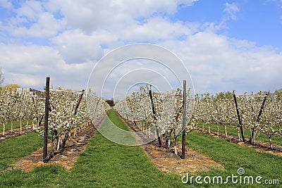 A modern orchard with rows of pear trees with white blossom in holland Stock Photo