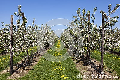 Orchard with fruit trees in blossom Stock Photo