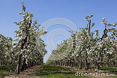 Orchard with fruit trees in blossom Stock Photo