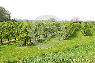 Picturesque orchard with fruit-growing industries, Tricht, Betuwe,Netherlands Stock Photo