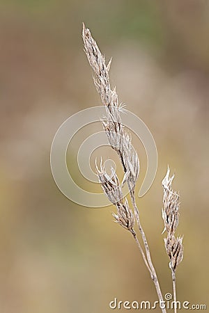 Orchard Grass Stock Photo