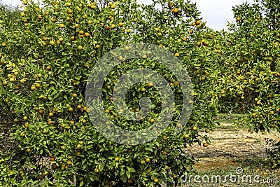 An orchard with kumquat trees with ripe fruits on the branches. Israel Stock Photo