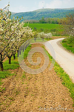 Orchard on a mountain Stock Photo