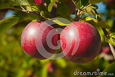 Orchard organic red apples in tree fruit agriculture fresh natural food Stock Photo