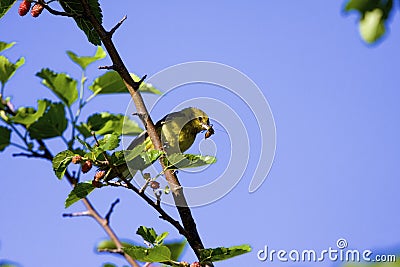 Orchard Oriole Female with Insect 808076 Stock Photo