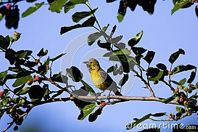 Orchard Oriole 808063 Stock Photo