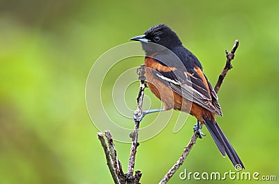 Orchard Oriole Stock Photo