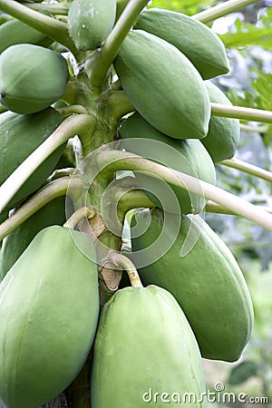 Orchard Papayas Stock Photo
