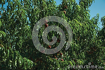 Orchard with peach trees laden with ripe fruits Stock Photo