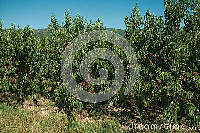 Orchard with peach trees laden with ripe fruits Stock Photo