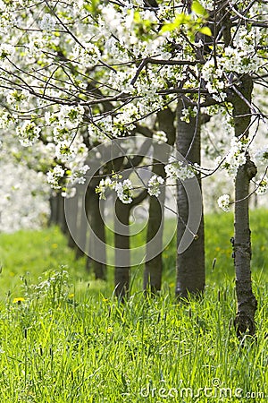 Orchard - spring trees Stock Photo