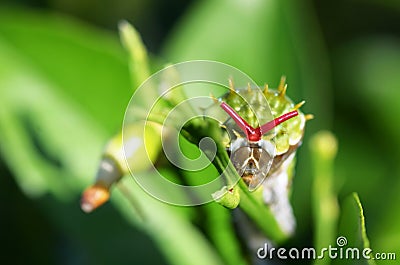 Orchard Swallowtail Butterfly Caterpillar Papilio Stock Photo
