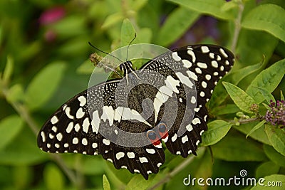 Orchard Swallowtail Butterfly on a Garden Plant Stock Photo